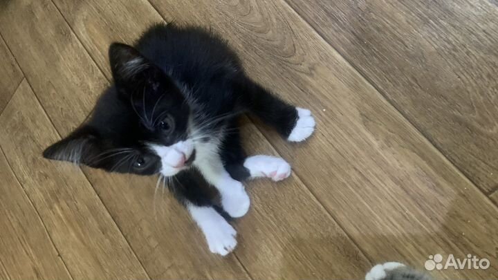 Котята в добрые руки бесплатно