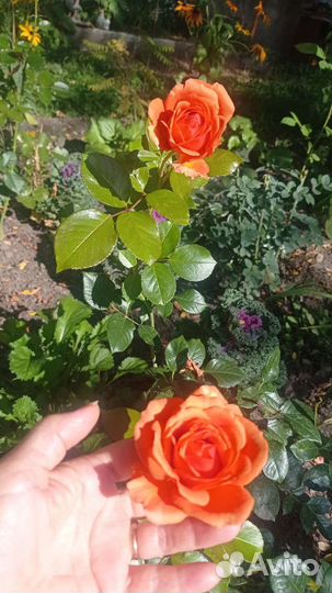 Роза чайно-гибридная