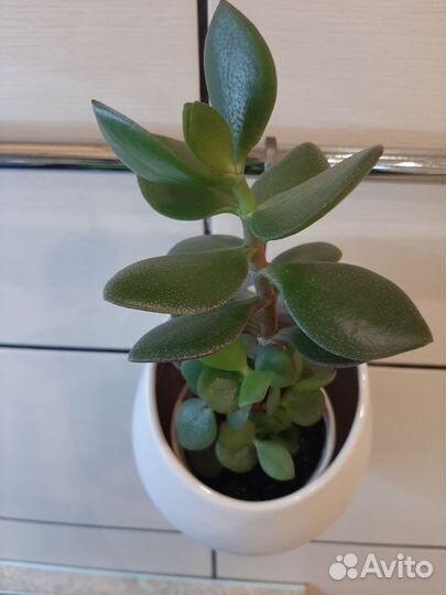 Денежное дерево красула