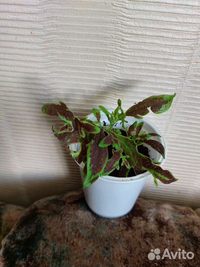 Колеусы вегетативные