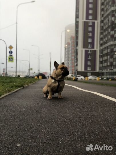 Французкий бульдог вязка