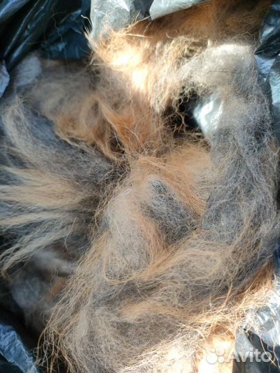 Шерсть тибетских мастифов