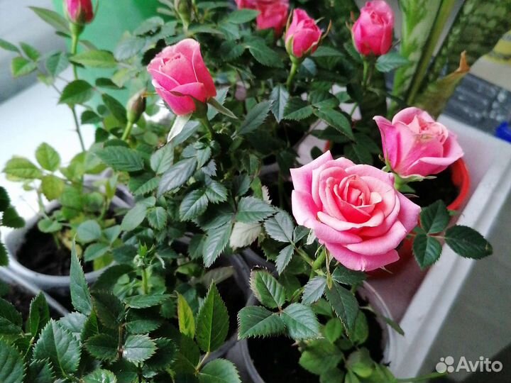 Бурбонская роза, комнатные цветы