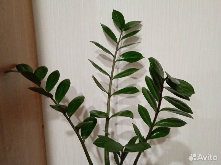 Замиокулькас денежное дерево