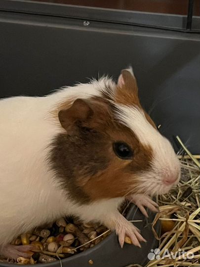 Морская свинка