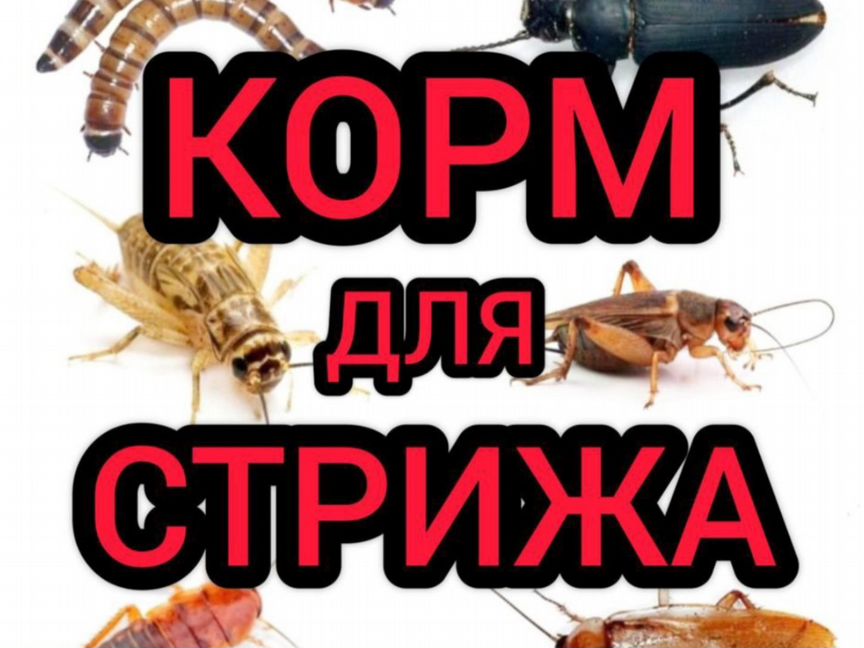 Корм для стрижа. Корм для стрижей. Корм для птиц