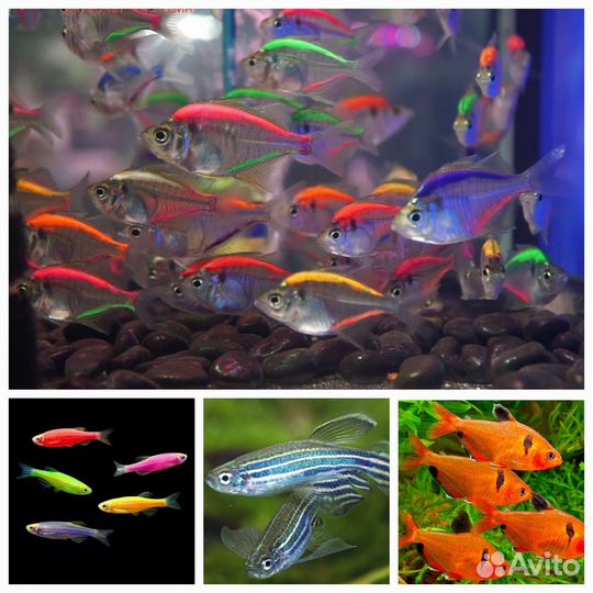 Аквариумные рыбки