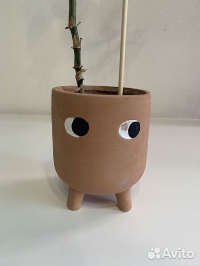 Сингониум imperial вайт - в горшочке