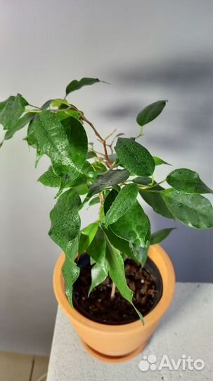 Фикус бенджамина Даниэль