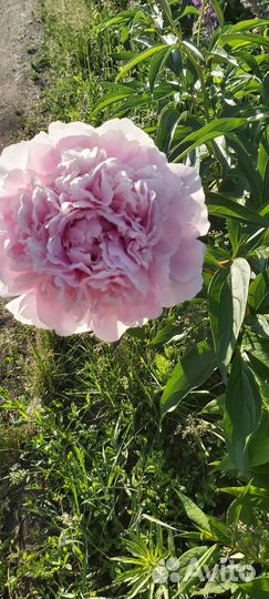 Пион Сара Бернард