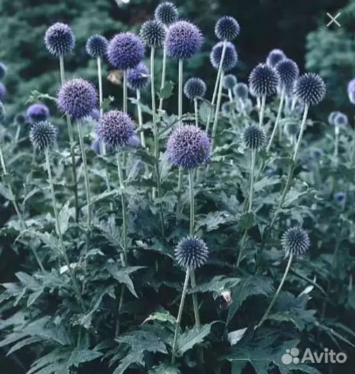 Мордовник шароголовый саженцы