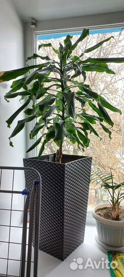 Драцена душистая