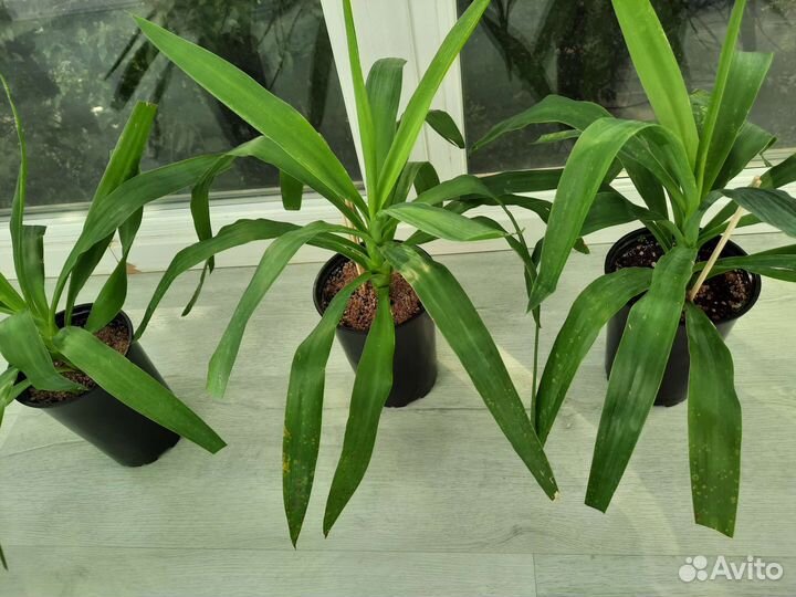 Бокарнея нолина