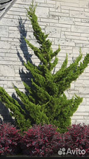 Можжевельник Кайзука китайский