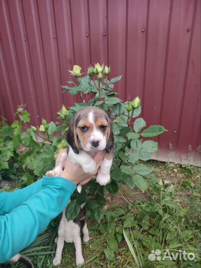 Щенки, Бигль