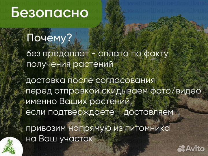 Туя Смарагд 150см для посадки летом