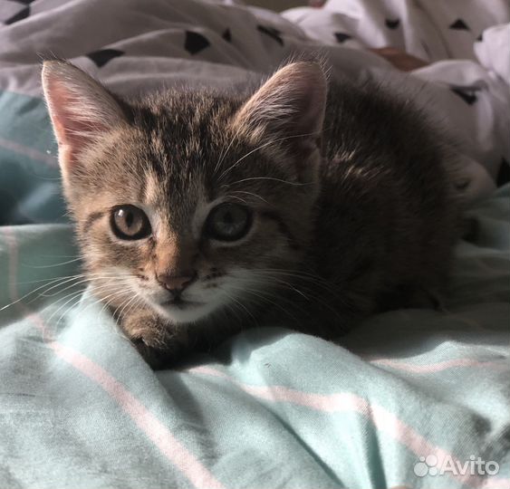 Кошечка в добрые руки