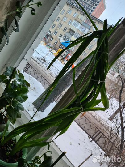 Индийский лук