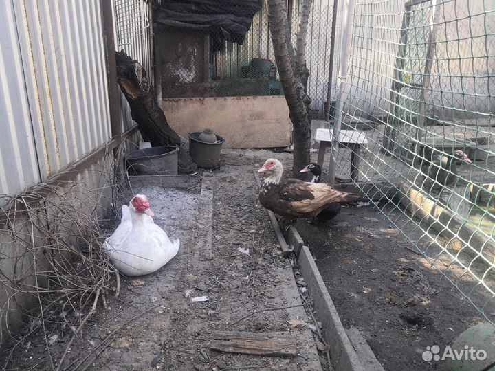 Мускусные утки