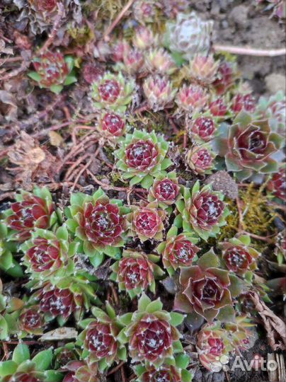 Молодило, камнеломка