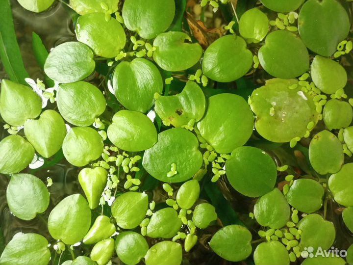 Водоросль для аквариума