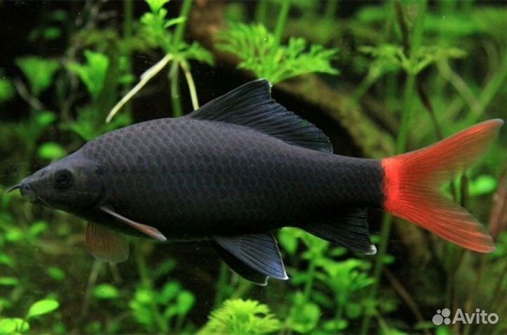 Аквариумные рыбки