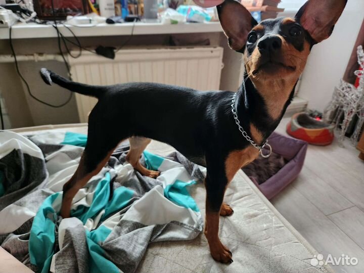 Цвергпинчер подрощенный