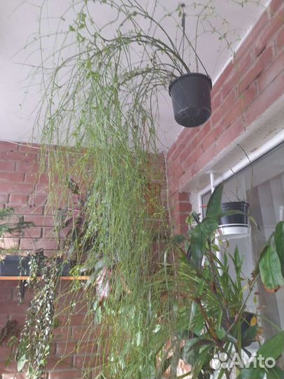 Немантус золотая рыбка, руселия хвощевидная