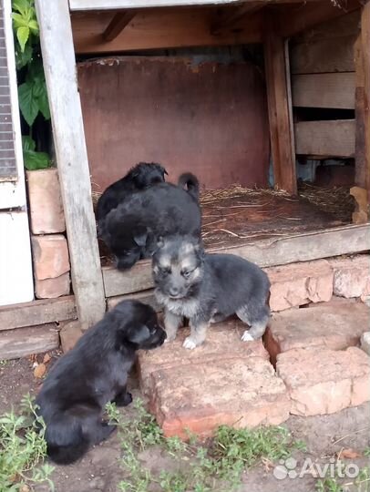 Щенки