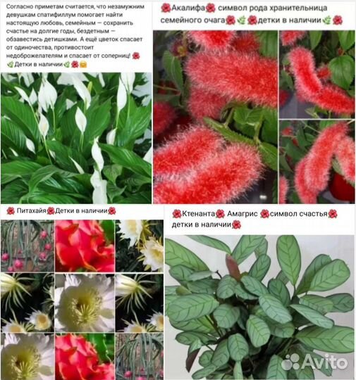 Финиковая пальма