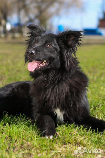 Отдам бесплатно собаку, Пушкин