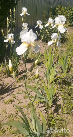 Садовые цветы