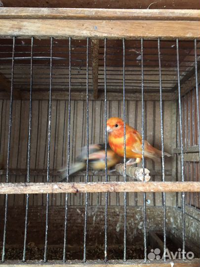 Кенар зеленый и оранжевый