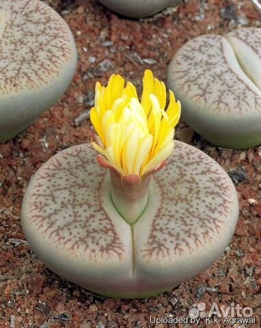 Живые камни - Литопсы - семена