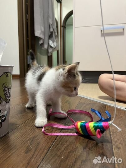 Котенок-девочка 1,5 месяца