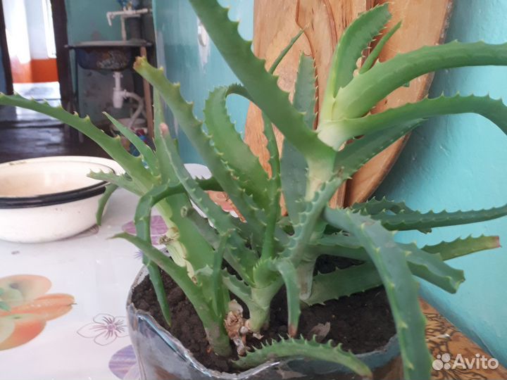 Алоэ лечебный