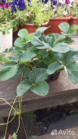 Виктория. Саженцы. Продажа с 15 августа