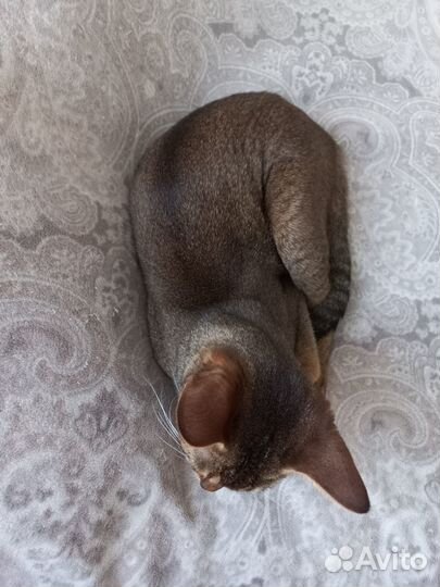 Домашние животные вязка