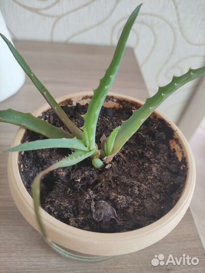 Алоэ, агава, декабрист, ростки и взрослые растения