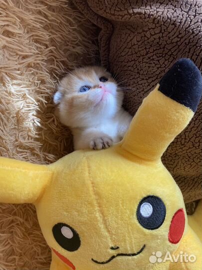 Кошка золотая шиншилла