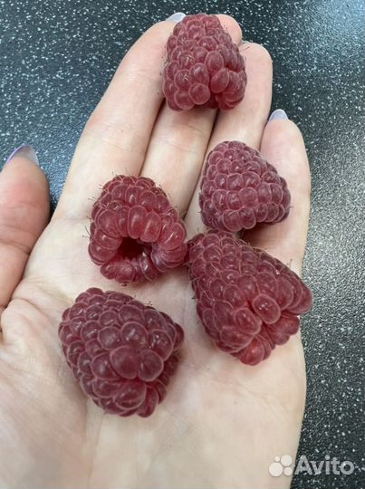 Саженцы очень крупной малины