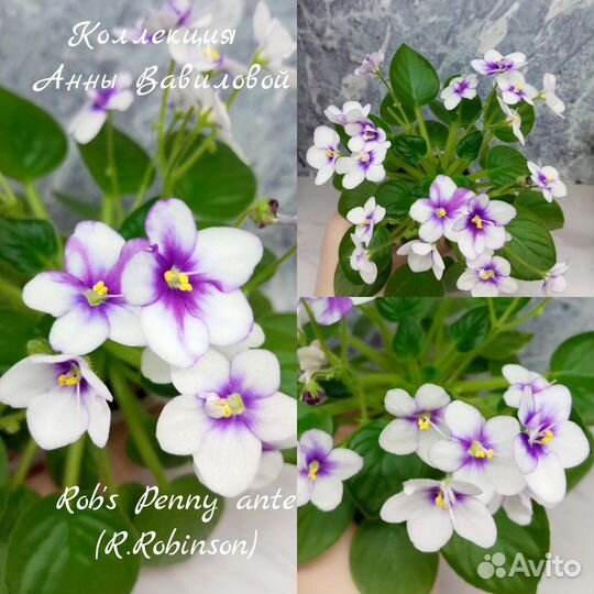 Набор деток сортовых фиалок