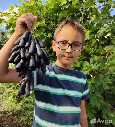 Виноград Аватар зкс саженцы