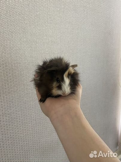 Морская свинка