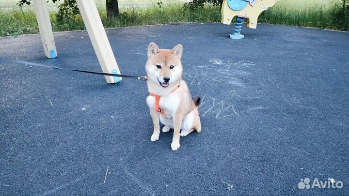 Щенки сиба шиба ину