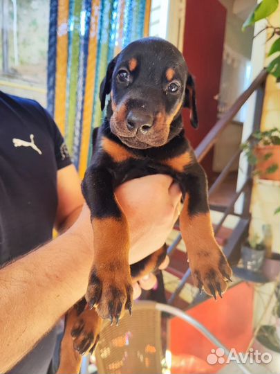 Щенки добермана