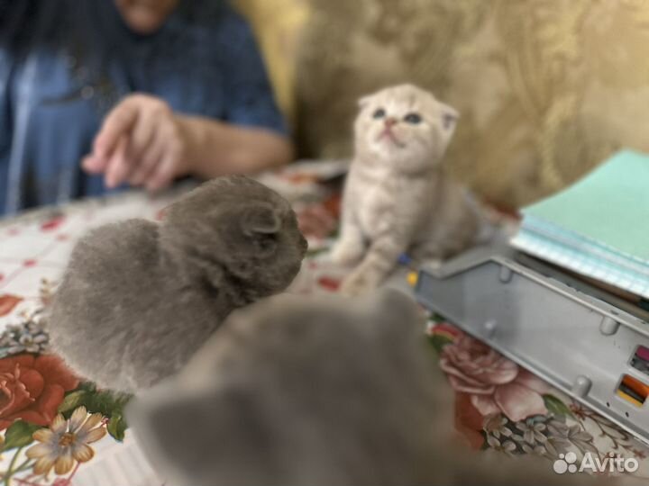Шотландская вислоухая