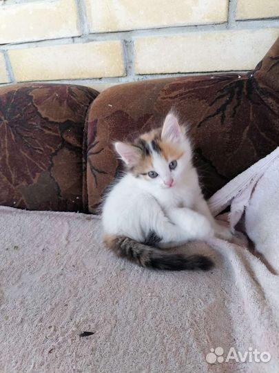 Кошка в дар