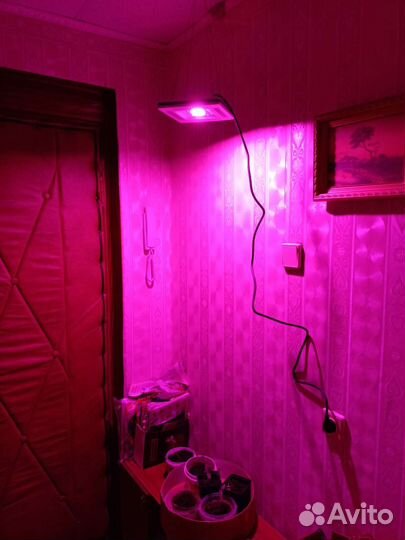 Фитолампа прожектор Эра 50W