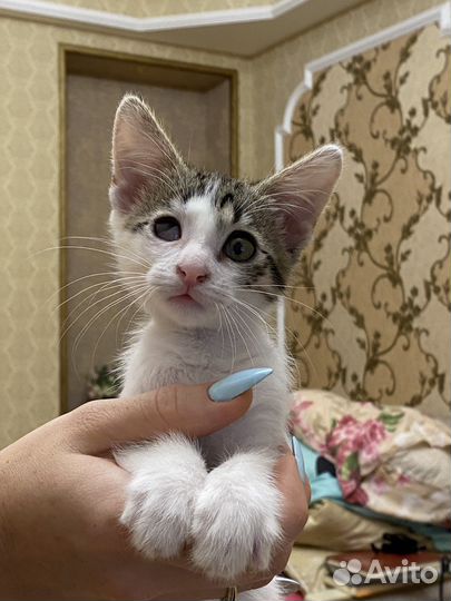 Котенок средней пушистости